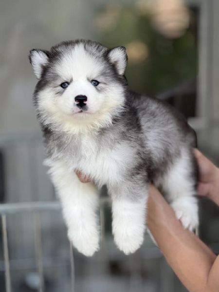 Cuccioli Husky Siberiano  Un Maschio e una Femmina di Una Bellezza Unica | Foto 0