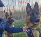 Cucciolata  Pastori Tedeschi ENCI Campioni