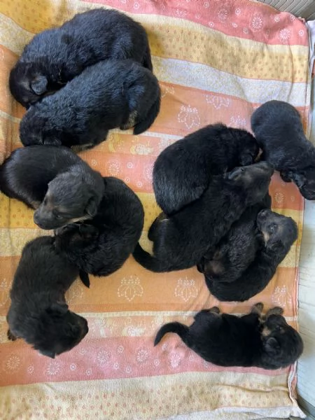 Cucciolata  Pastori Tedeschi ENCI Campioni | Foto 2