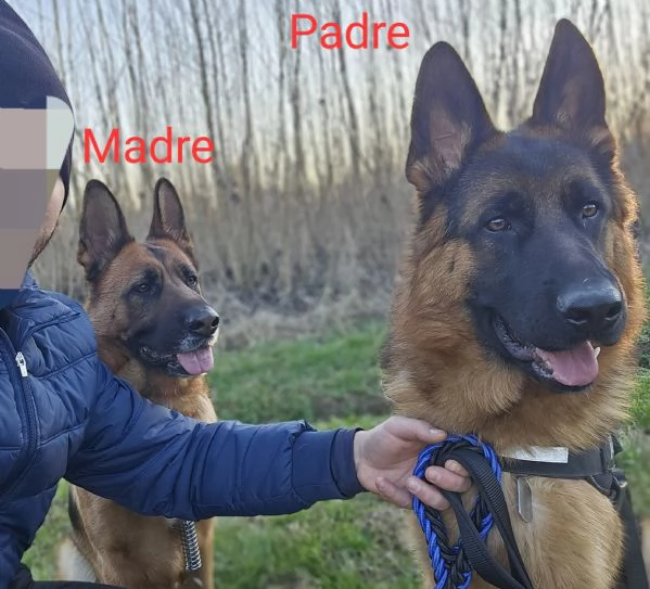 Cucciolata  Pastori Tedeschi ENCI Campioni | Foto 1