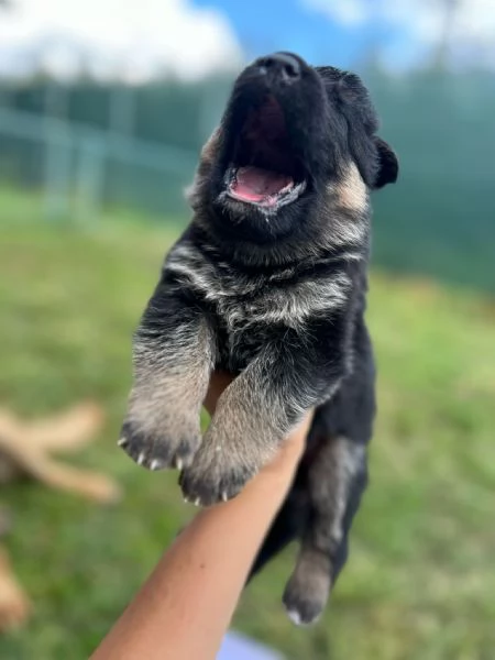 Cucciolata  Pastori Tedeschi ENCI Campioni | Foto 0