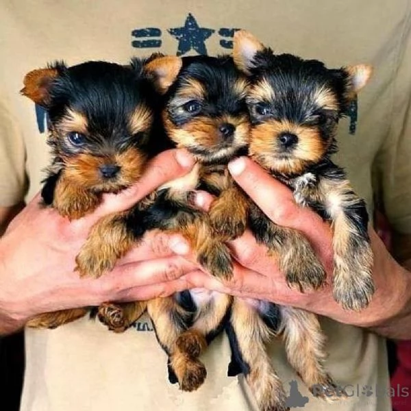 Fantastici cuccioli di Yorkshire disponibili