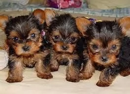 Cuccioli di Yorkshire Terrier AKC disponibili