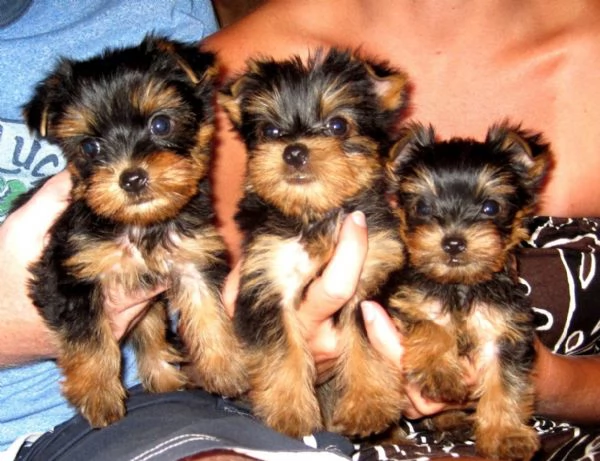 Cuccioli di Yorkshire registrati per adozione