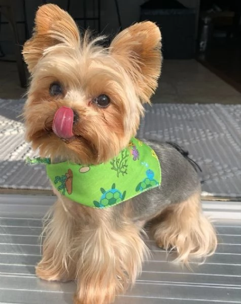 Cuccioli di Yorkshire Terrier in cerca di adozione Maschio e femmina