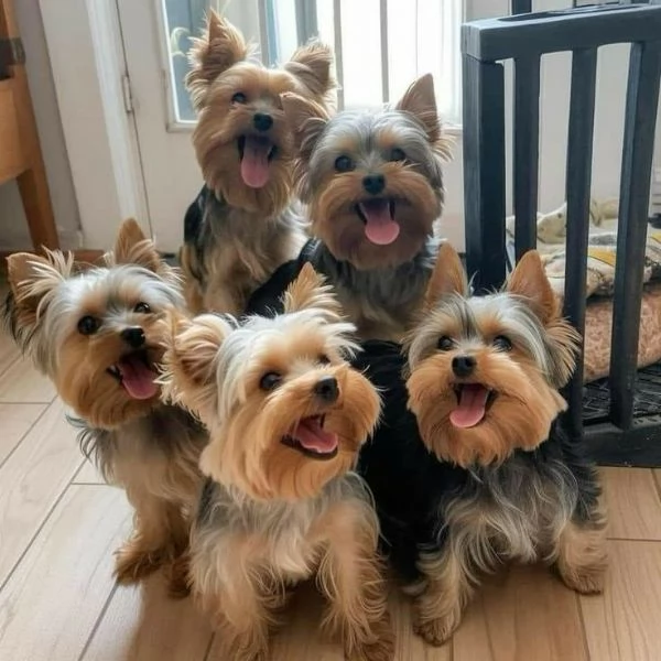 Cuccioli di Yorkshire Terrier in cerca di adozione Maschio e femmina | Foto 1
