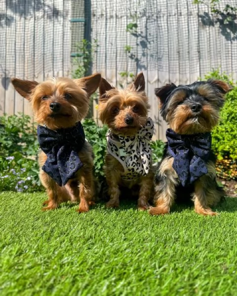 Cuccioli di Yorkshire Terrier in cerca di adozione Maschio e femmina | Foto 0