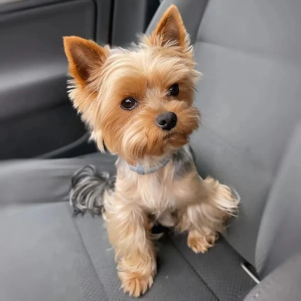 Cuccioli di Yorkshire Terrier in cerca di adozione Maschio e femmina | Foto 2