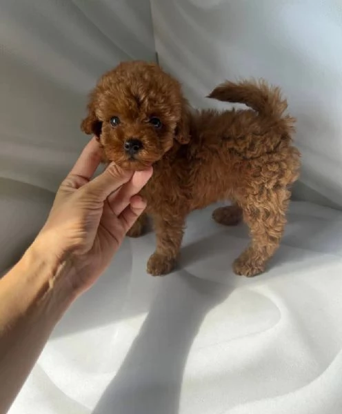 Regalo Barboncino mini toy maschio e femmina 