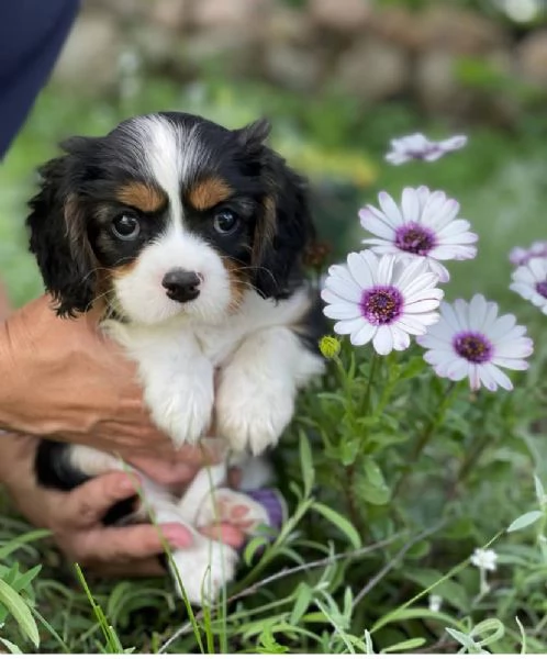 DISPONIBILI CAVALIER KING CHARLES | Foto 0