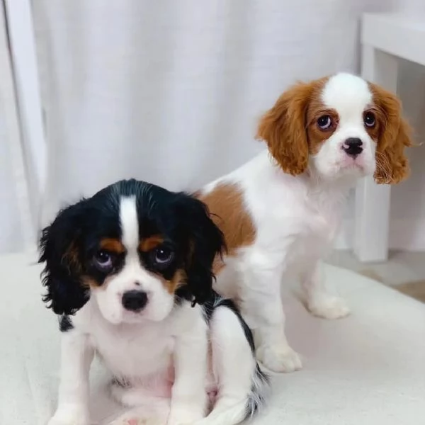 2 Cavalier King Charles 