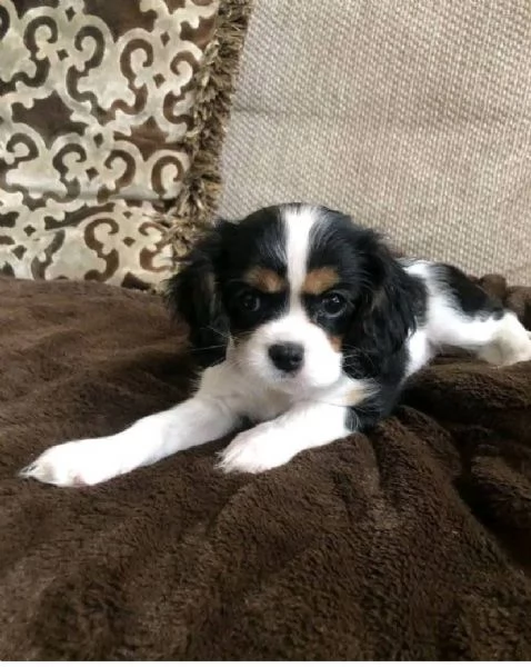 2 Cavalier King Charles  | Foto 0