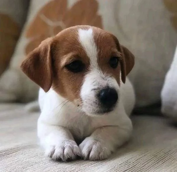 REGALO JACK RUSSELL  | Foto 0