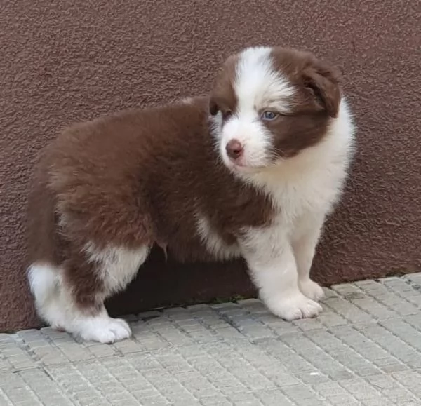 REGALO SHIBA INU MASCHIO E FEMMINA