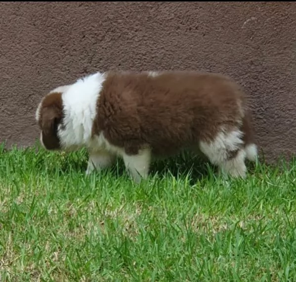 REGALO SHIBA INU MASCHIO E FEMMINA | Foto 0