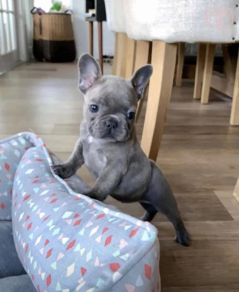CUCCIOLO Bouledogue francese 