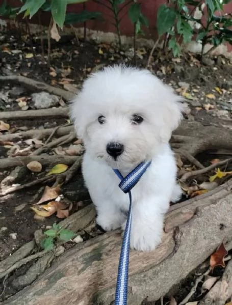 REGALO   COTON DE TULEAR 