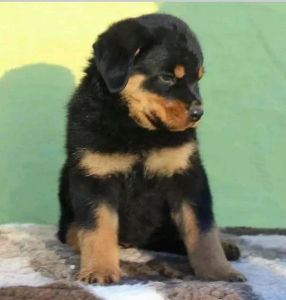 REGALO BOULEDOGUE FRANCAISE DISPONIBILI | Foto 0
