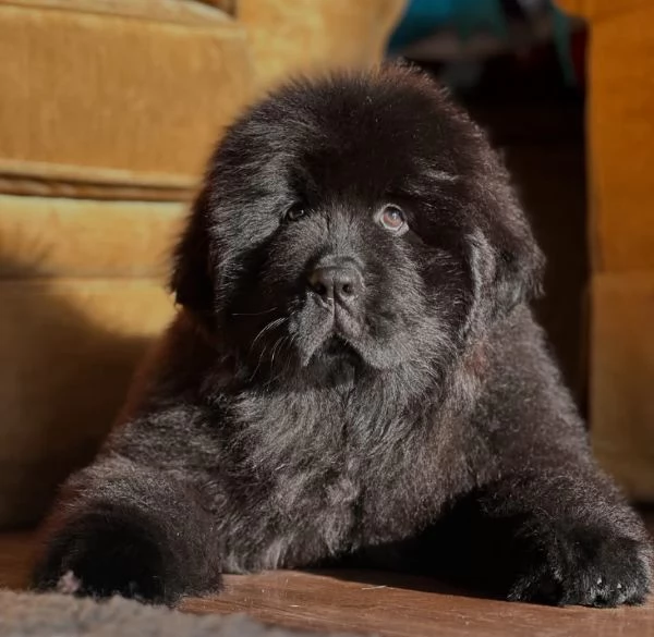 Regalo CUCCIOLO Terranova  | Foto 0