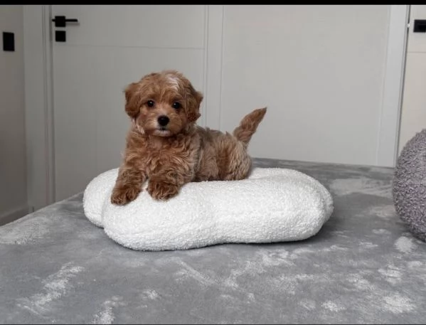 Dolce Cucciolo Barboncino mini 