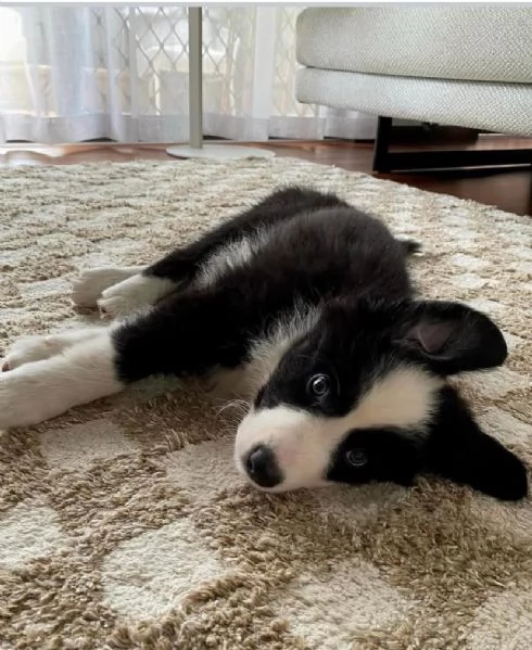 Regalo Border Collie