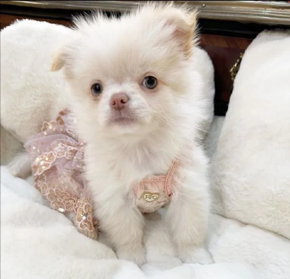 Dolce chihauhau lungo pelo femmina