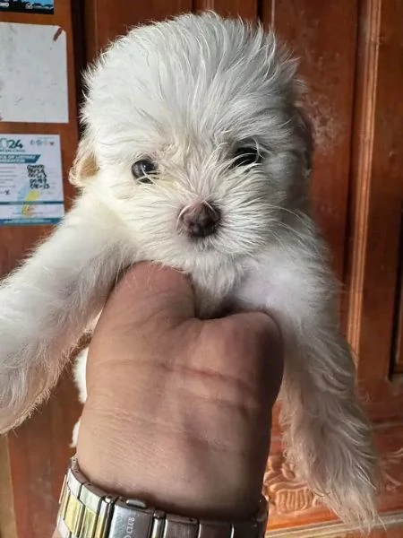 Disponibili Shitzu maschio e femmina