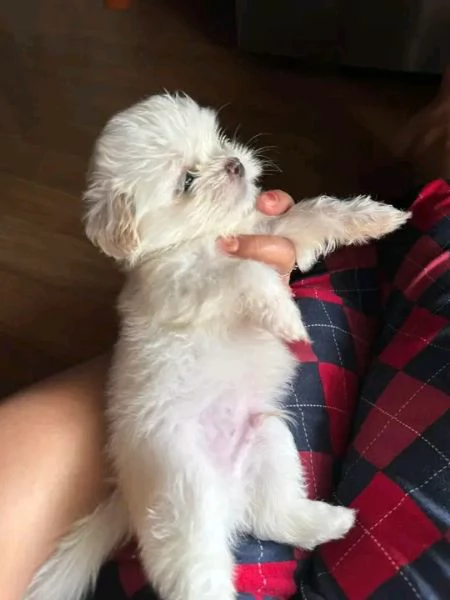 Disponibili Shitzu maschio e femmina | Foto 0