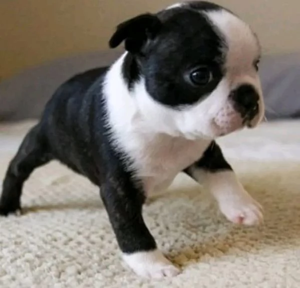 Disponibili Boston terrier maschio e femmina | Foto 0