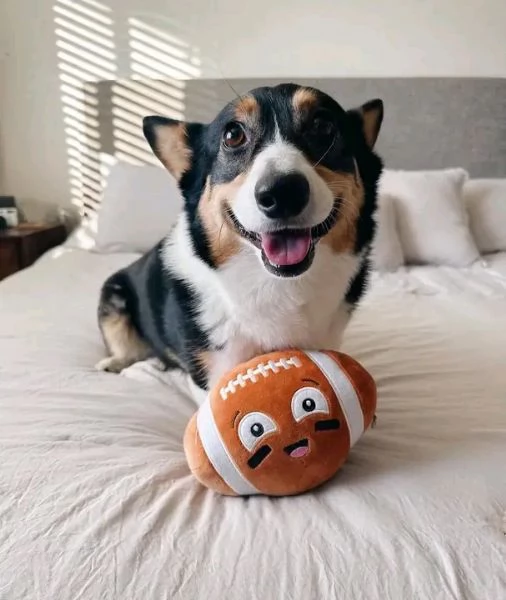 Disponibili Welsh Corgi maschio e femmina | Foto 0
