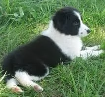 Dolce Border Collie lungo pelo femmina | Foto 0
