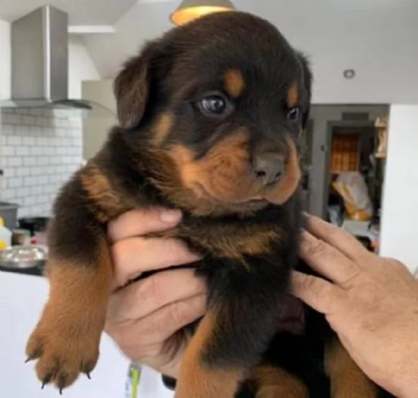 REGALO ROTTWEILER  | Foto 0