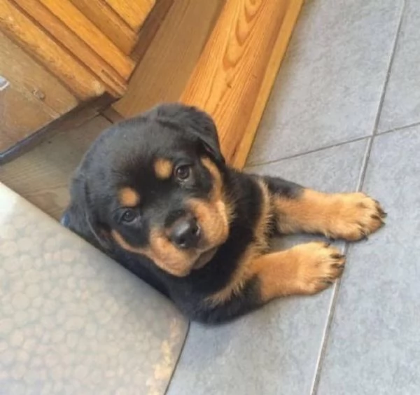 REGALO ROTTWEILER 