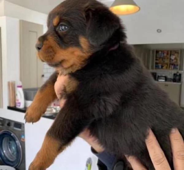 REGALO ROTTWEILER 