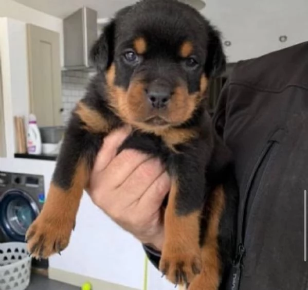 REGALO ROTTWEILER  | Foto 0