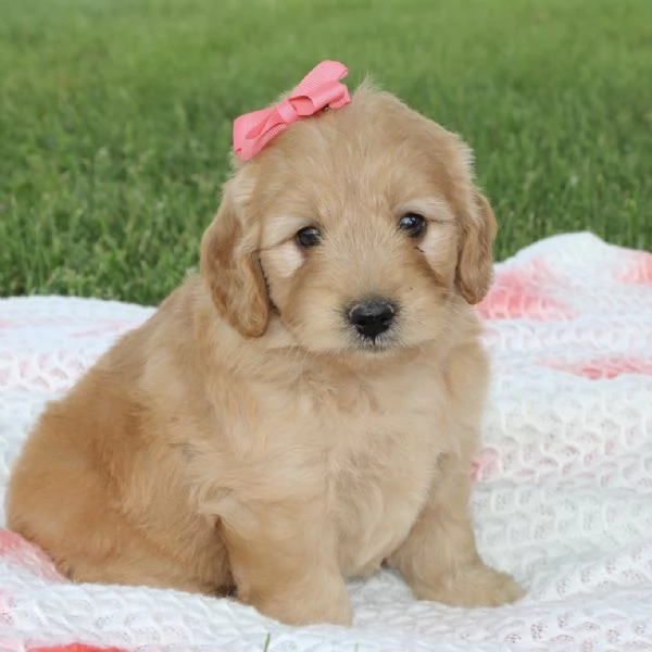 REGALO GOLDEN RETRIEVER