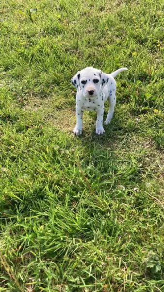 REGALO DALMATA