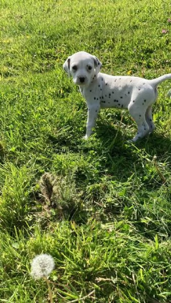 REGALO DALMATA