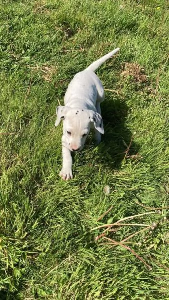 REGALO DALMATA