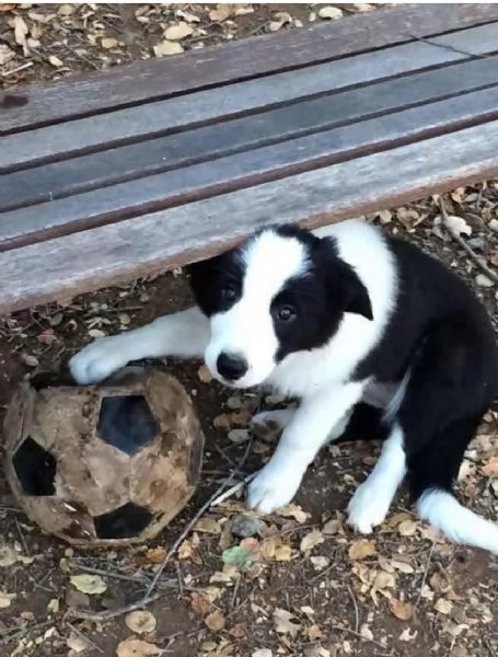 BORDER COLLIE PURA