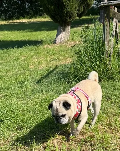REGALO CARLINO MASCHIO E FEMMINA