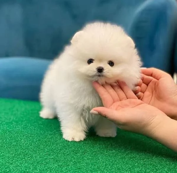 REGALO Volpino Pomeranian  | Foto 2