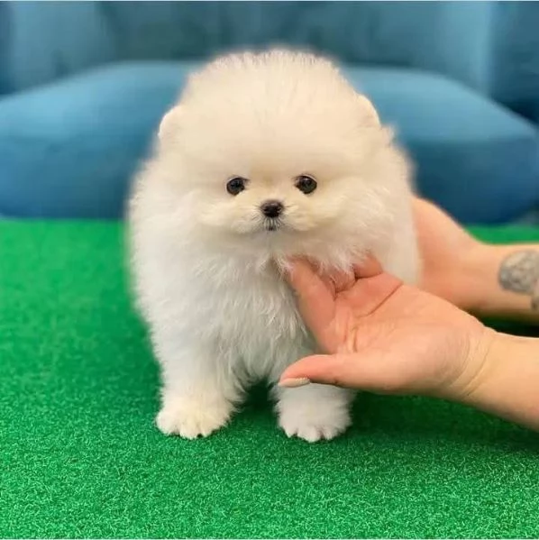 REGALO Volpino Pomeranian 