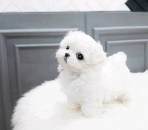 REGALO Maltese 