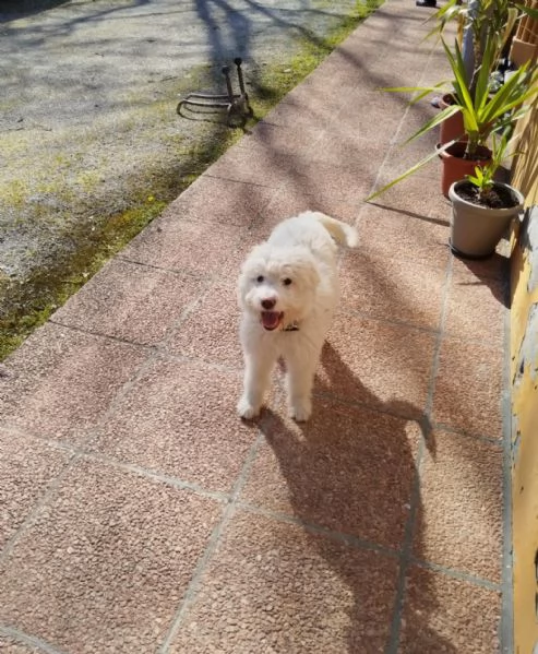 Lagotto Romagnolo 4 mesi