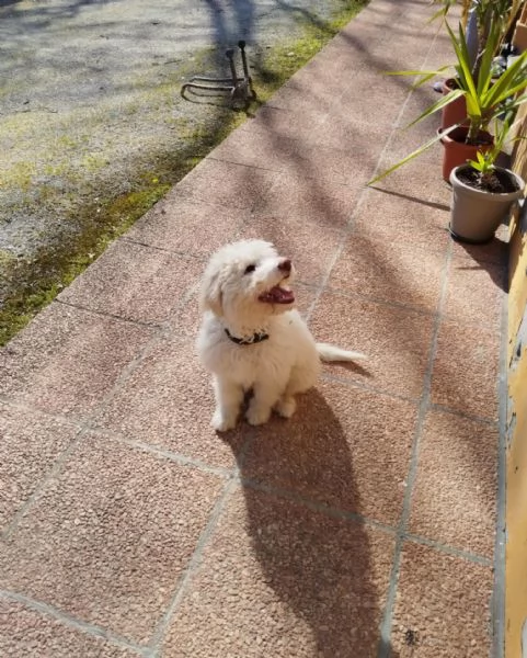 Lagotto Romagnolo 4 mesi | Foto 2