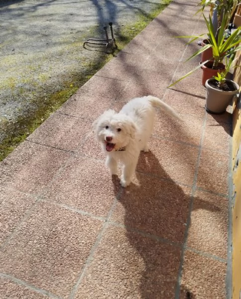 Lagotto Romagnolo 4 mesi | Foto 1