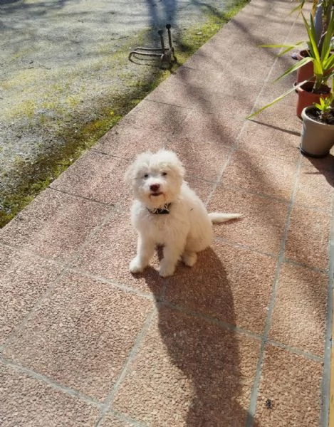 Lagotto Romagnolo 4 mesi | Foto 0