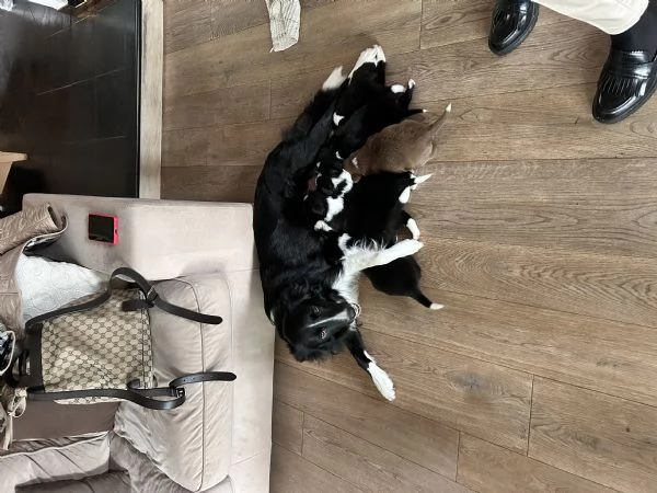 Vendo cuccioli di border collie femmine  | Foto 2
