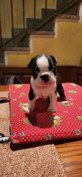 Cuccioli Boston Terrier  | Foto 5